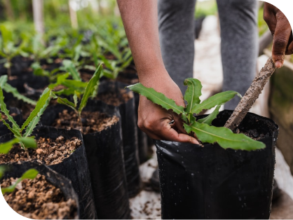 FEATURES OF USING AGROFIBRE FROM RENDPACO ECO